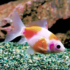 ���R���b�g�V���[�g�e�[��