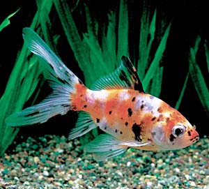 �V���u���L���i�镪���j