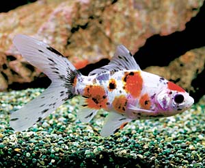 ���F�V���u���L��