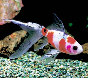 ���F�V���u���L���i�����؁j