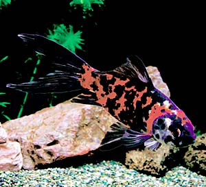 ���F�V���u���L�����