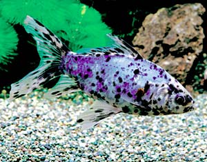 ���V���u���L��