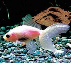 �H�߃I�[����