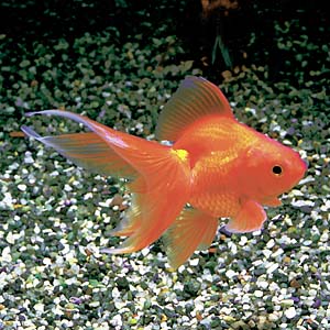 �f�ԃ����E�L��