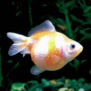 �p�[���X�P�[��