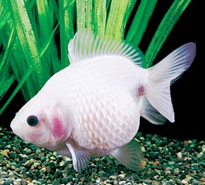 �p�[���X�P�[����