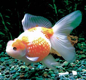 �����p�[��