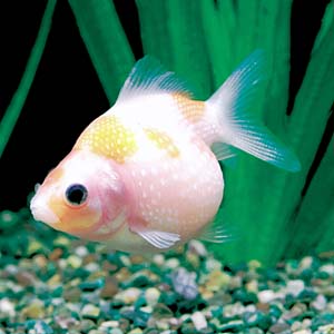 �s���|���p�[��