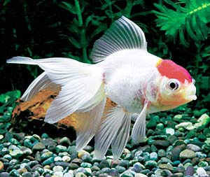 �O���i���{�Y�j