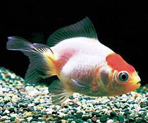 �V���[�g�e�[���O���T�r�����E