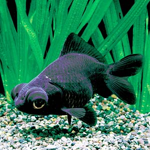 ���f���L���V���[�g�e�[��