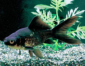 ���i�M�f���L���N��