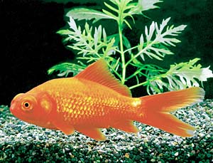 ���i�M�f���L���A�J