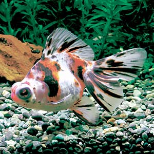 �L�����R����