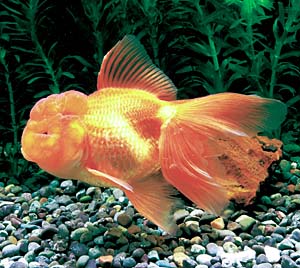 �f�ԃI�����_�V�V�K�V��