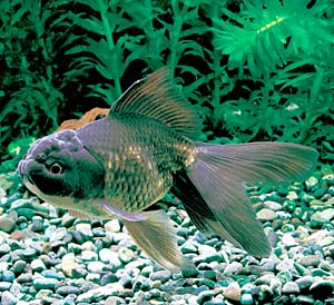 ���I�����_�V�V�K�V��