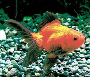 �I�����_�V�V�K�V���T�r�����E