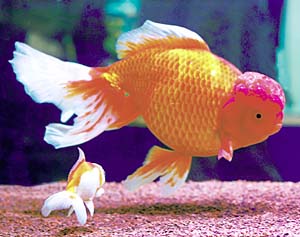 �W�����{�I�����_�V�V�K�V��