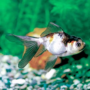 �H�ߐ���