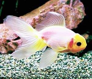 �֓����уV���N�r�グ