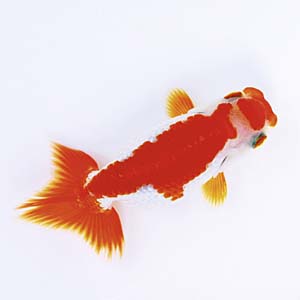 �X�у����`���E