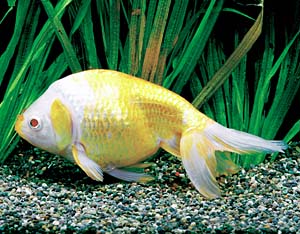 �A���r�m�i���L��