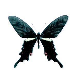 �I�i�K�A�Q�n