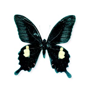 �����L�A�Q�n