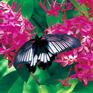 �i�K�T�L�A�Q�n