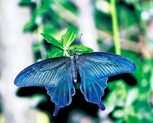 �J���X�A�Q�n