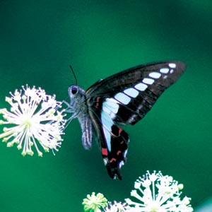 �A�I�X�W�A�Q�n