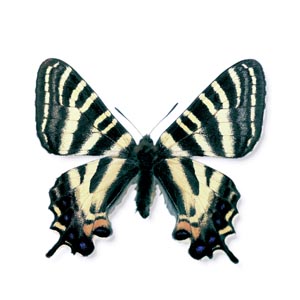 �M�t�`���E