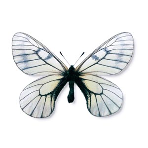 �E�X�o�V���`���E