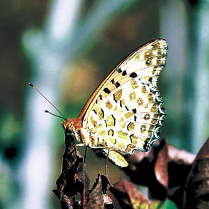 �q���E�����`���E