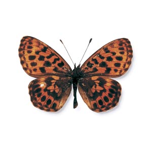 �z�\�o�q���E����