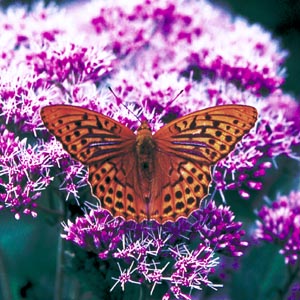 �~�h���q���E����