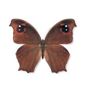 �E�X�C���R�m�}�`���E