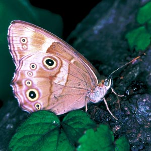 �q�J�Q�`���E