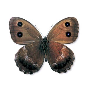 �W���m���`���E