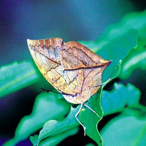 �R�m�n�`���E