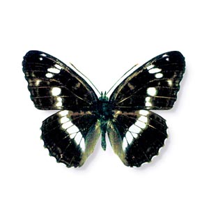 �C�`�����W�`���E