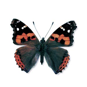 �A�J�^�e�n