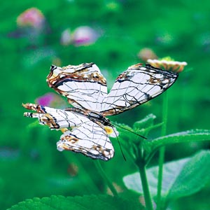 �C�V�K�P�`���E