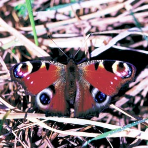 �N�W���N�`���E