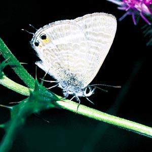 �E���i�~�V�W�~