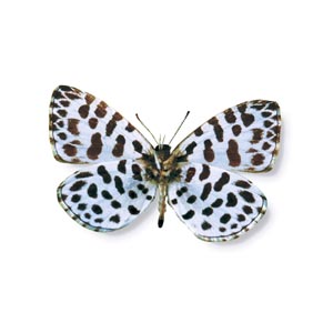 �S�C�V�W�~