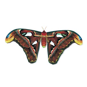 ���i�O�j�T��