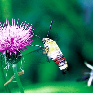 �I�I�X�J�V�o