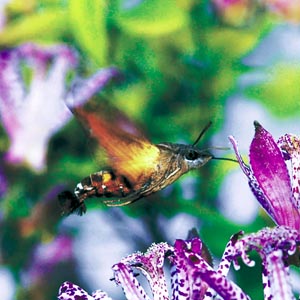 �q���N���z�E�W���N