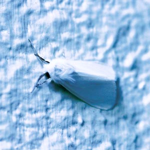 �A�����J�V���q�g��